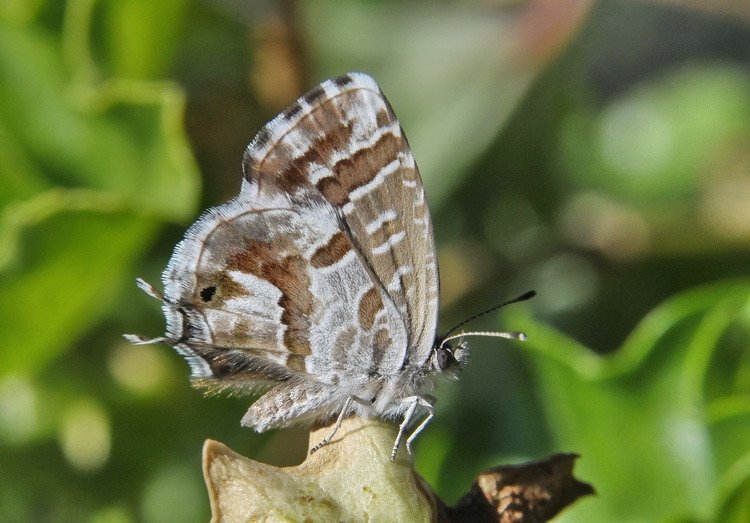 Cacyreus marshalli